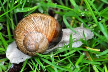 Snail in the grass. Land with clam shell.