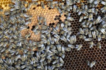 Bees on honey cell in the hive.