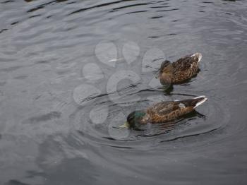 Wild mallard duck in a pond.                
