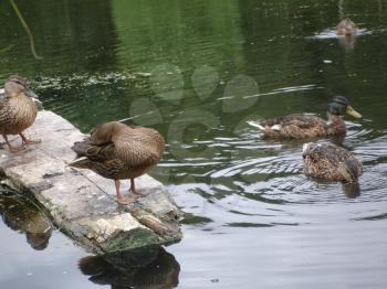 Wild mallard duck in a pond.                
