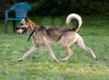 Shepherd Dog breed. Fun and clever pet.
