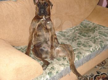 Dog, pet of all people. The dog breed boxer. A funny pet.