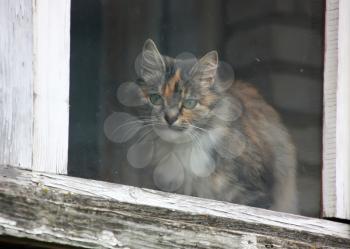 Cat on the window pane.