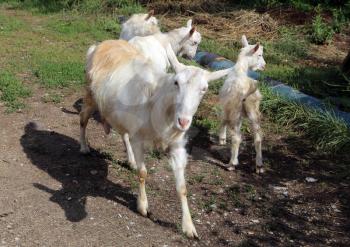 Goat common. Cloven-hoofed ruminants.