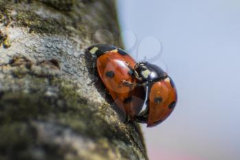 Mating ladybugs. insect reproduction.