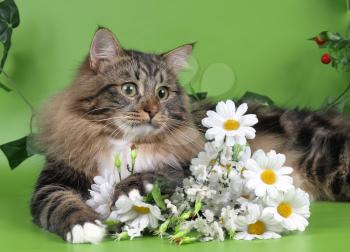 Cute cats, furry pets and friends. Domestic cat