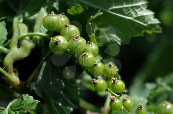 Unripe red currant. Maturing of berries on a bush.