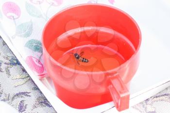 The wasp who fell in a mug with water. Dangers to insects.