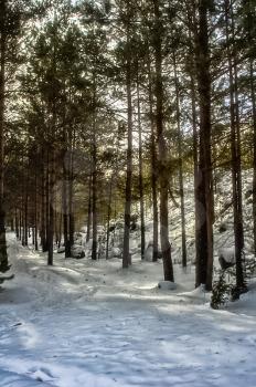 Winter forest, snow covered expanses. Landscapes of open spaces of nature.