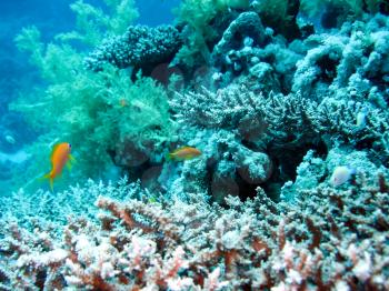 Life on a coral reef. Animal world underwater on a reef.
