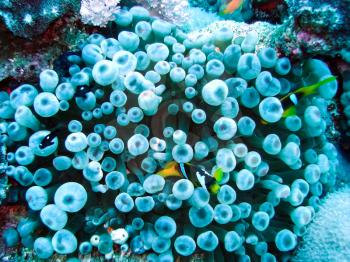 Life on a coral reef. Animal world underwater on a reef.