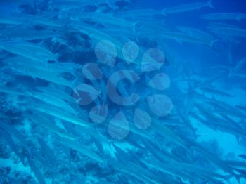 The shoal of sea fish under water. Sea fishing