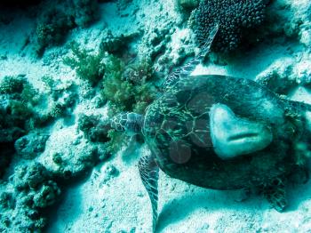 Sea turtle in the sea under water swims. Marine reptile. Underwater shooting. Coral reef and its inhabitants