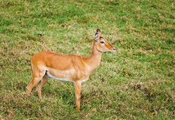 Antelope on the African savannah. Natural environment antelope habitat. Hoofed horned animal.
