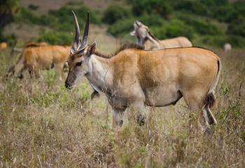 Antelope on the African savannah. Natural environment antelope habitat. Hoofed horned animal.