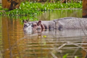 Hippo in a pond. Behemoth - a typical representative of the African fauna. Semi-aquatic animal.