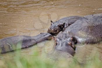 Hippo in a pond. Behemoth - a typical representative of the African fauna. Semi-aquatic animal.