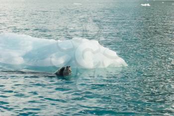 Sea leopard in Antarctica in its natural habitat