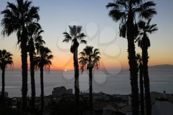 Palm trees against the background of a sea sunset. The tropical coast.
