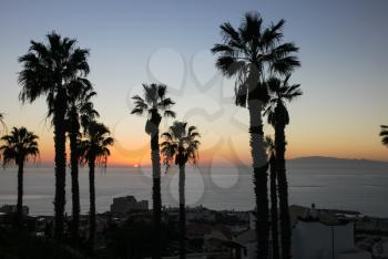 Palm trees against the background of a sea sunset. The tropical coast.