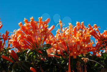 Orange flowers in Tenerife. Orange flowers in Tenerife.