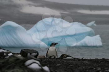 Penguins in Antarctica, waterfowl penguin in nature