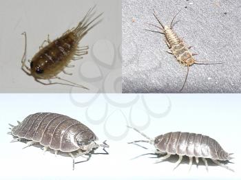 Insects living in houses. Mokritsy and bookie. silverfish. Insect Lepisma saccharina, Thermobia domestica in normal habitat