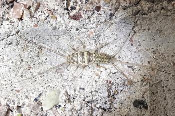 silverfish. Insect Lepisma saccharina, Thermobia domestica in normal habitat