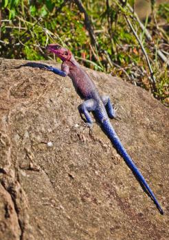 Lizard colorful large. Reptile African savannah. Wild World