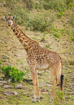 Giraffe in the wild. An animal with a long neck. Wild world of the African savannah
