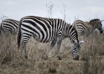 African zebra. Striped Horse in African savannas. Black and white zebra stripes.