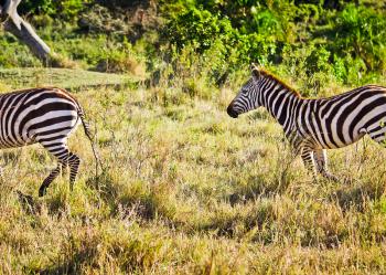 African zebra. Striped Horse in African savannas. Black and white zebra stripes.