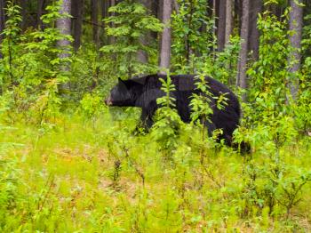 Black Canadian bear at the edge of the forest