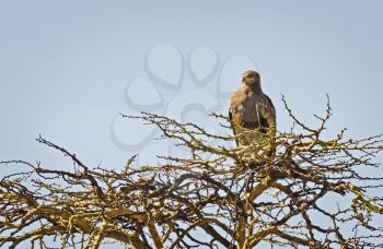 African eagle, bird of kenya. Bird of prey from the family of Eagles.