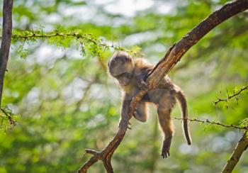 Baboon. Marmoset monkey African savannah. Baboon in their natural habitat