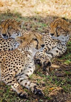Leopard in their natural habitat in the African savannah. The predator of the cat family