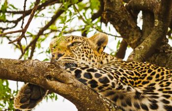 Leopard on a tree in its natural habitat in the African savannah. The predator of the cat family