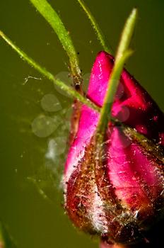 Flowers of roses in buds. Macro photography of flowers of roses.