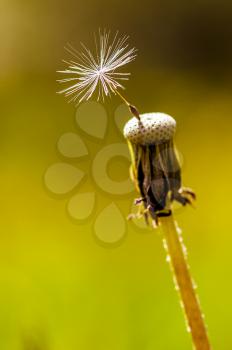 Dandelion down. Dandelion seeds macro photography. Macro photo of wildlife, flowers and leaves of plants