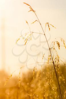 dry grass and spikelets of a cereal plant. Macro photo of grass