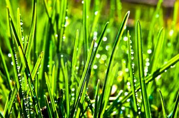 Green grass in the dew on the lawn. Macro photo of wildlife, flowers and leaves of plants
