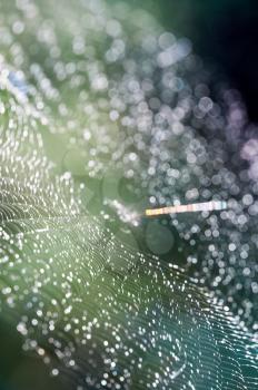 Macro photo of wildlife Spider web, trapping spider web. Macro photo of a spider web.