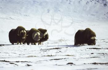 A herd of musk oxen in the tundra A herd of musk oxen in the tundra