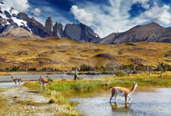 Guanaco in Torres del Paine National Park, Patagonia, Chile 