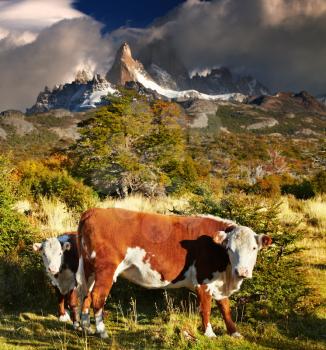 Landscape with cows and Mount Fitz Roy, Patagonia, Argentina