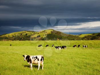 Grazing calves on the green field, New Zealand
