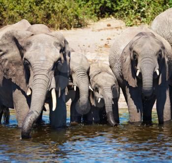Herd of elephants at watering, Chobe national park, Botswana
