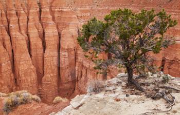 Tree at the canyon edge, Cathedral Valley, Capitol Reef national park, Utah, USA