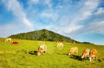 Rural landscape with grazing cows
