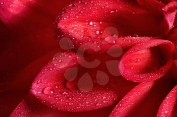 Red flower with water drops
